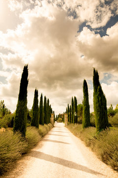 Cypress trees along rural road, Tuscany, Italy