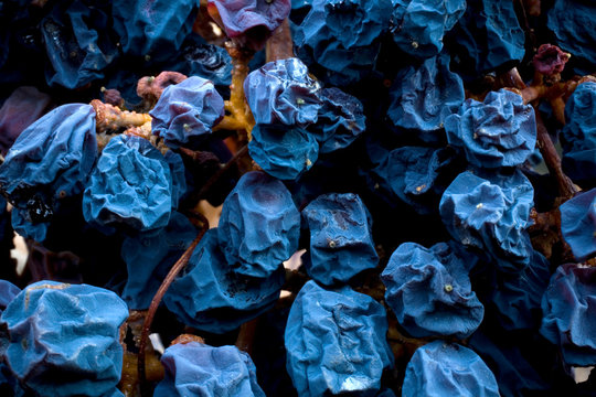 ARROYO GRANDE, CALIFORNIA: Wine grapes that have begun to wilt.