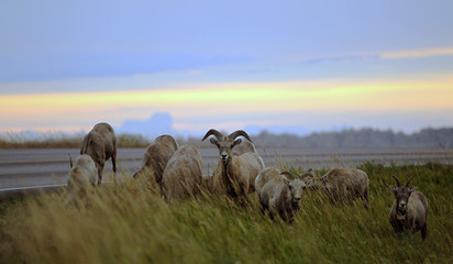 Bighorn Sheep