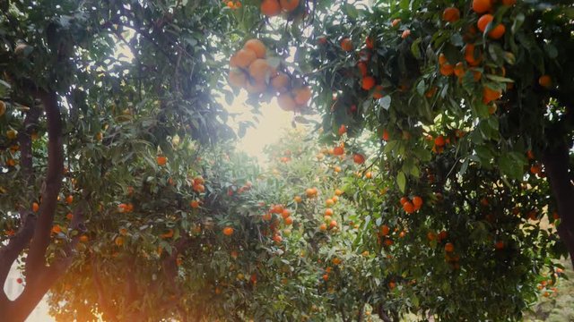 Rows of tangerine trees along the promenade sidewalk in Malaga Spain evening time