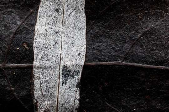 Two dried, decaying leaves on top of each other in Yosemite National Park, California.