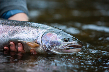 Freshly caught fish held by fisherman