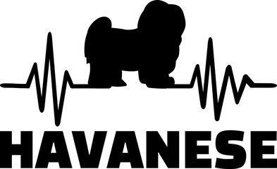 Havanese frequency with silhouette