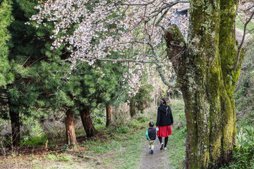 Walking among spring cherryblossom (sakura) at Mount Yoshino in Japan