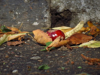 Obraz premium mushrooms in the forest