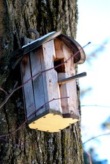 birdhouse on tree