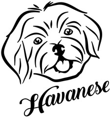 Havanese head