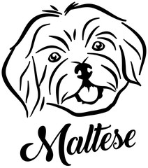 Maltese head