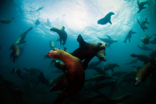 Channel Islands National Park, California: California Sea Lions swimming underwater off Anacapa Island.
