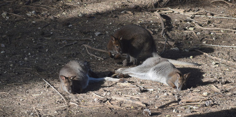Fototapeta premium Kangourou : wallaby de Bennett