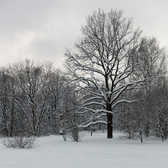 Fototapeta premium Winter forest. Oaks under the snow. Evening.