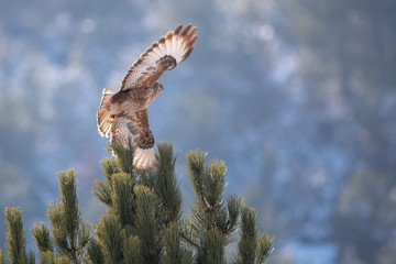 Kızıl şahin » Long-legged Buzzard » Buteo rufinus