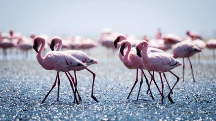 Badkamer foto achterwand Flamingos © Matthias