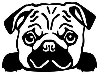 Pug head