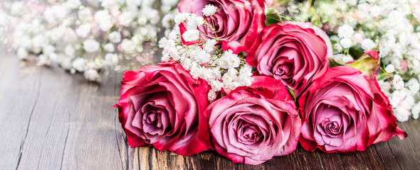 Pink roses on white background