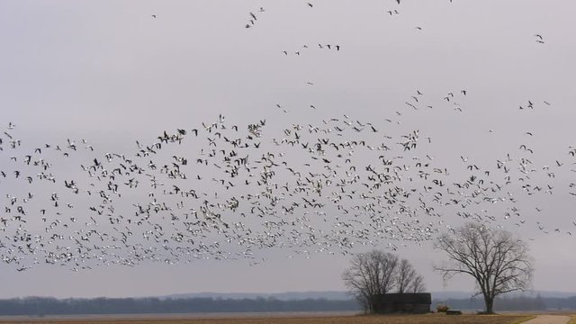 Large flock of snow geese flying