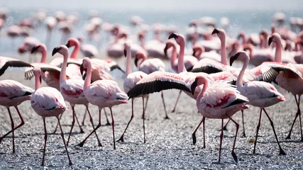 Gardinen Flamingos © Matthias