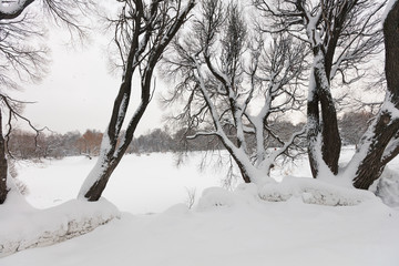 Winter forest. Botanical Garden. Evening.
