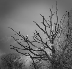 Dead Tree in the Cheshire countryside 