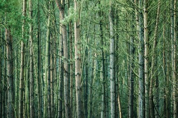 Obraz premium Tree trunks in a forest 