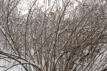 Winter forest. Botanical Garden. Evening.