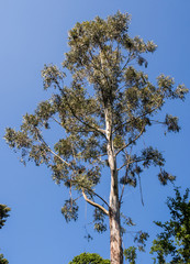 Eucalyptus trees at Kilum Forrest, Argyl and bute, scotland