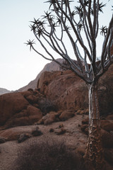 Quiver tree