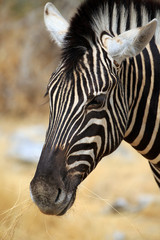 Naklejka premium Zebra