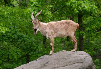 Twisted horn mountain goat standing on a rock in profile