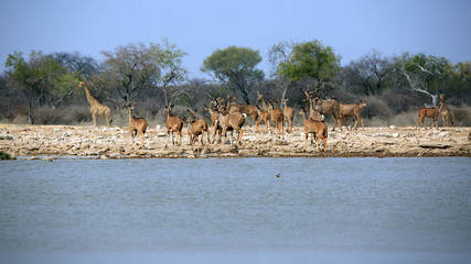 Kudus