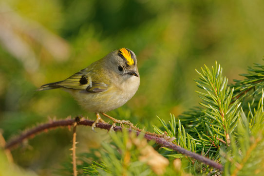 The goldcrest (Regulus regulus) is a very small passerine bird in the kinglet family. Its colourful golden crest feathers gives rise to its English and scientific name