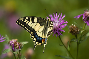 Fototapeta na wymiar Machaon butterfly on the Common Knapweed flower