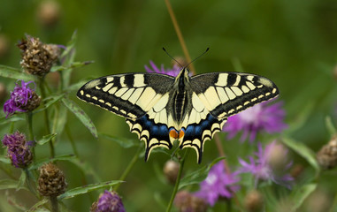 Fototapeta na wymiar Machaon butterfly on the Common Knapweed flower