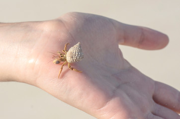 Hermit crab plays on a child hand