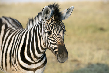 Fototapeta na wymiar Zebra Baby