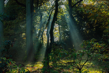 Autumn sun rays  shining through trees.