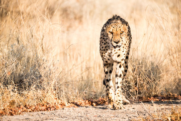 Tame Cheetah