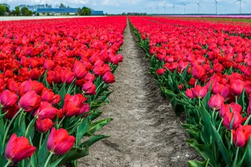 Fotobehang Tulip fields in Holland. Plantation of red tulips. Spring in Dutch province Flevoland. © O de R