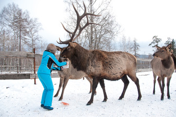 woman feeds Maral A large Siberian deer with big horns in winter
