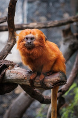 Golden lion tamarin Monkey - golden Marmoset