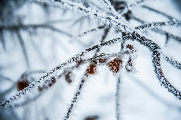 Frozen rose flowers and leaves with branches covered with long, frosty prickles