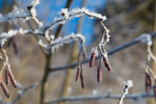 Alder branches with catkins at winter
