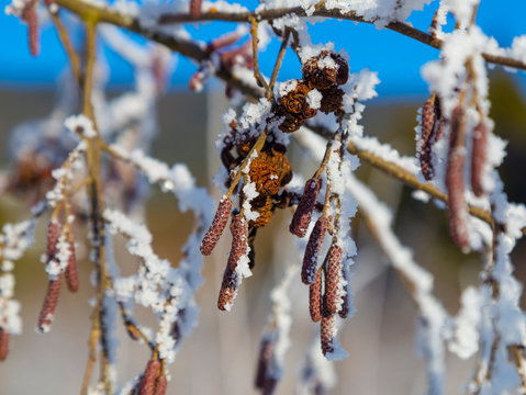 Alder branches with catkins at winter