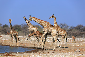 Obraz na płótnie Canvas Giraffenherde