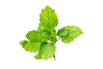  Patchouli oil leaves
