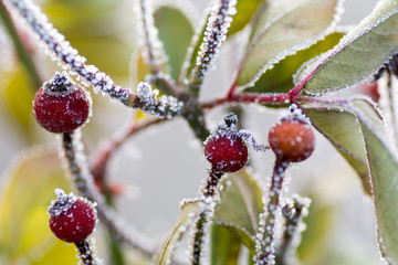 frozen dew on a plant in a cold late autumn morning