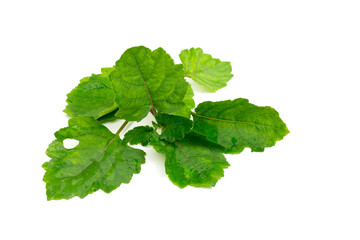  Patchouli oil leaves