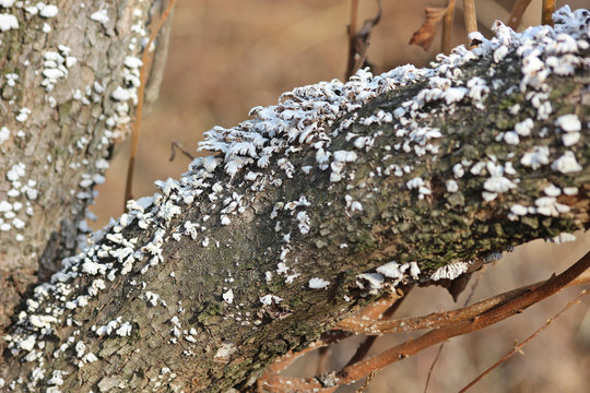 나무에 작은 운지 버섯