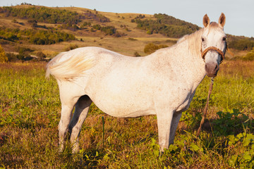White horse tied with a rope in a meadow expels the flies with its tail. Horse resting in a rural summer landscape.