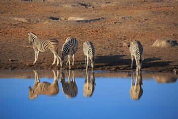 Fototapeta na wymiar Zebras